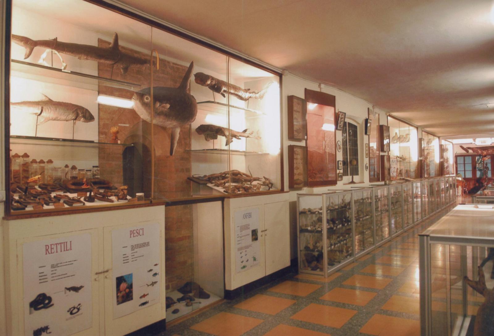 San Francesco College Natural Sciences Museum, Lodi